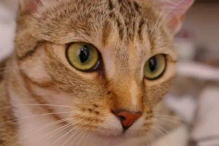 Cat photo after compression, 12.4 KB